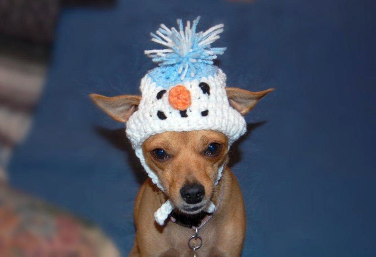 I began creating sweaters and hats for my chihuahuas, my friends saw them and loved them, so I began making them for others.
And before I realized it, what started as a fun hobby has turned into a fun and challenging business.
And the best part is I get to do it all from home.

Just to let your know about \"Posh Pooch Designs\" please go to www.poshpoochdesigns.com


I design crochet patterns as well  as sell the Custom hats and Sweaters.
The Crochet Patterns are inmy Etsy Shop
http://www.etsy.com/shop/poshpoochdesigns


and my Custom hats and sweaters I sell in my  Artfire Store.
http://www.artfire.com/ext/shop/studio/PoshPoochDesigns